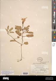 Image result for Ipomoea stolonifera