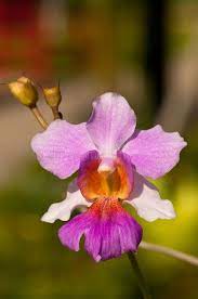 Orchid Macro Vanda Miss Joaquim A Macro Of Singapore National Flower The Van Ad Vanda Joaquim Orchid Macro National Orchids Flowers Flower Art