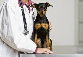 Resultado de imagem para áreas de atuação para médicos veterinários