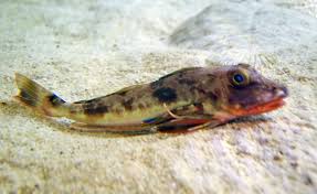 Stockowe zdjęcie premium kurek czerwony. Chelidonichthys Wikiwand