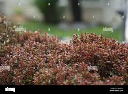 Image result for Alternanthera tenella