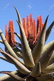 Check spelling or type a new query. Under View Of Tall Succulent Aloe Plant With Bright Orange Flowers Stock Photo Picture And Royalty Free Image Image 42033046