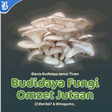Apalagi kalau pakai lahan sendiri di rumah, bisa sangat ditekan. Cara Budidaya Jamur Tiram Nikmat Keuntungan Dengan Modal Secuil Ekonomi Bisnis Com