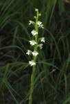 Image result for Habenaria galactantha