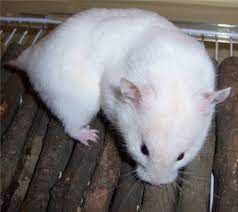 Odd growth on the hamster, especially on nose or ears. Syrian Hamster Varieties Harvey Hams