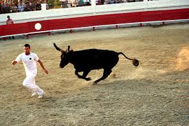 Behind the French Menu: Taureau de Camargue AOP. Choose from Among the Best  Beef in France.