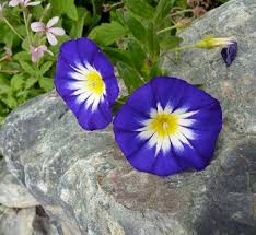 Image result for Convolvulus goyderi