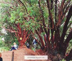 We did not find results for: Red Forest Yang Memukau Pandangan