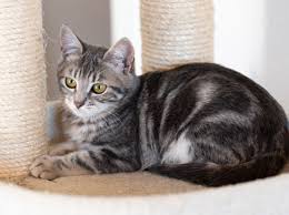 Kitten 4 Months Is She A Short Hair Or Possible Medium Hair Cat Cats Medium Hair Styles Kitten