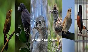 Saat ini jenis spesies burung di indonesia semakin bertambah. Enam Jenis Burung Kicauan Di Dunia Dengan Suara Memukau Om Kicau