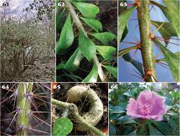 Lifelike mini artificial fleshy cactus plant landscape decorative we don't offer the choice of color and style,we will send the product at random，hope you can understand feature: Pereskia Maihuenia And Blossfeldia Taxonomic History Updates And Notes