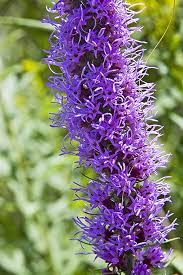 Prairie Blazing Star Prairie Planting Ornamental Plants Plants