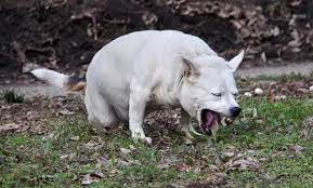 Vomitos Amarillos En Perros Causas Tratamiento Y Remedios