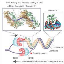 A technique used in molecular biology that determines the sequence of nucleotides (a, c, g, and t) in a particular region of dna. Chapter 9 Dna Replication Chemistry