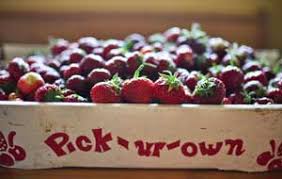 Maybe you would like to learn more about one of these? Pick Your Own Strawberries Strawberry Plants Org
