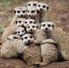 What Type Of Girl Are You Animal Hugs Cute Animals Animals Beautiful