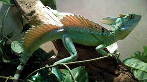 But its amazing ability to run on water gives this species its most recognizable moniker: Basilisk Lizard Information And Care Reptiles Magazine