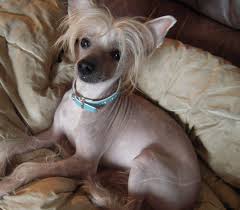 Maybe you would like to learn more about one of these? 20 Pictures Of Chinese Crested Dogs