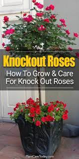Check spelling or type a new query. Knockout Roses Care 5 Smart Tips For Growing Beautiful Knock Out Ro Knockout Roses Care Roses Garden Care Knockout Roses