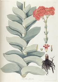 Image result for Crassula perfoliata