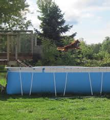 Dock dogs jump into competition at the 2019 great american outdoor show. Portable Dog Pools Available In Any Size