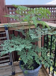 Image result for Moringa