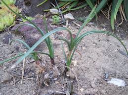 Image result for Aloe inyangensis