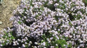 Image result for Eriocephalus