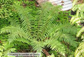 Image result for Pneumatopteris