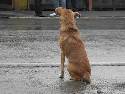 Azkals is the nickname of the philippine football team. Amos Photography Stray Dog