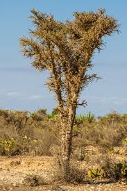 Image result for Rhynchosia alluaudii