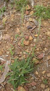 Image result for Tragus koelerioides