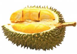 Jika prosesnya benar maka tentu saja tanaman dapat berbuah dengan tepat waktu karena air adalah kebutuhan pokok yang diperlukan oleh tanaman. Durian Kemauan Di S Way