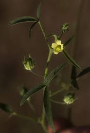 Image result for Hibiscus sidiformis