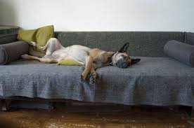My Dog Won T Settle Teaching Your