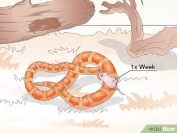 See full list on thesprucepets.com How To Care For Baby Cornsnakes With Pictures Wikihow