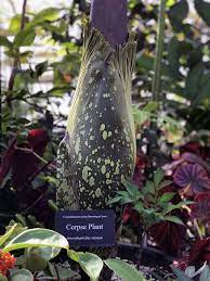 Corpse Flower At The University Of Minnesota Almost In Bloom