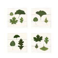 Wild Apple Portfolio Leaf Chart Shiplap Canvas Art Set Of 4