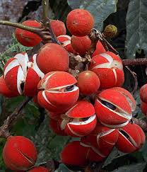 Red Pods Ready To Seed Tohum Tohumlar Tropikal
