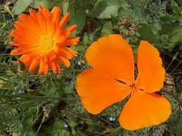 Maybe you would like to learn more about one of these? Plante Orange Liste Ooreka
