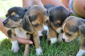 Nicodemis_johnson@yahoo.com pocket beagle puppies 5 weeks old, will be 10 to 11 1/2 inches tall. Nw Pocket Beagles Home Facebook
