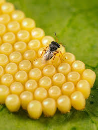 Image result for Nesaea polycephala