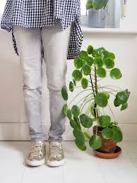 Un Article Dediee A La Pilea Peperomioide Conseils Entretien Bouture Terreau Engrais Et Pas A Pas Pour Entre Boutures Deco Plantes Interieur Plante Verte