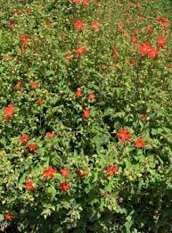 Image result for Pavonia