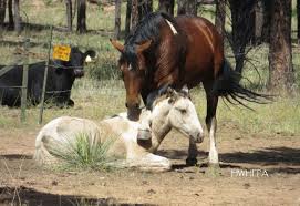 2018 buckskin draft horse filly super calm buckskin draft paint cross … &dollar;12,500 for sale horse id: More Heber Wild Horses Shot Straight From The Horse S Heart