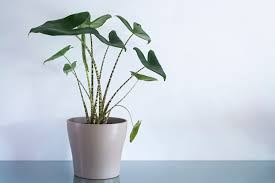 Alocasia zebrina 'tigrina superba' is a terrarium plant of exotic indoor plant. Alocasia Zebrina Pflanzen Pflegen Vermehren Plantura
