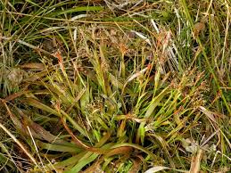 Image result for Luzula multiflora