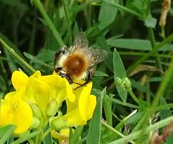 Image result for Bombus humilis