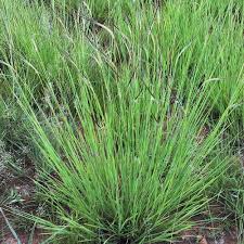Image result for Heteropogon contortus