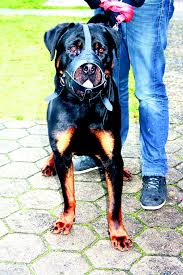Wenn du einen welpen kaufen möchtest, hast du die wahl zwischen unterschiedlichsten rassehunden oder mischlingen aus der verpaarung von zwei. Niemand Will Hannibal Der Rottweiler Aus Brackel Wird Bei Ebay Per Kleinanzeige Angeboten Jesteburg